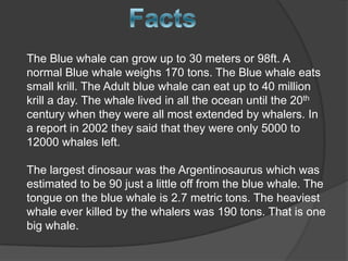 The Blue whale can grow up to 30 meters or 98ft. A
normal Blue whale weighs 170 tons. The Blue whale eats
small krill. The Adult blue whale can eat up to 40 million
krill a day. The whale lived in all the ocean until the 20th
century when they were all most extended by whalers. In
a report in 2002 they said that they were only 5000 to
12000 whales left.

The largest dinosaur was the Argentinosaurus which was
estimated to be 90 just a little off from the blue whale. The
tongue on the blue whale is 2.7 metric tons. The heaviest
whale ever killed by the whalers was 190 tons. That is one
big whale.
 