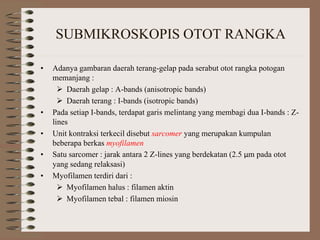 SUBMIKROSKOPIS OTOT RANGKA
• Adanya gambaran daerah terang-gelap pada serabut otot rangka potogan
memanjang :
 Daerah gelap : A-bands (anisotropic bands)
 Daerah terang : I-bands (isotropic bands)
• Pada setiap I-bands, terdapat garis melintang yang membagi dua I-bands : Z-
lines
• Unit kontraksi terkecil disebut sarcomer yang merupakan kumpulan
beberapa berkas myofilamen
• Satu sarcomer : jarak antara 2 Z-lines yang berdekatan (2.5 μm pada otot
yang sedang relaksasi)
• Myofilamen terdiri dari :
 Myofilamen halus : filamen aktin
 Myofilamen tebal : filamen miosin
 