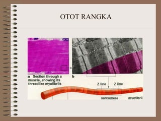OTOT RANGKA
 