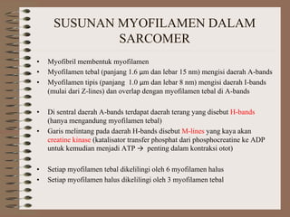 SUSUNAN MYOFILAMEN DALAM
SARCOMER
• Myofibril membentuk myofilamen
• Myofilamen tebal (panjang 1.6 μm dan lebar 15 nm) mengisi daerah A-bands
• Myofilamen tipis (panjang 1.0 μm dan lebar 8 nm) mengisi daerah I-bands
(mulai dari Z-lines) dan overlap dengan myofilamen tebal di A-bands
• Di sentral daerah A-bands terdapat daerah terang yang disebut H-bands
(hanya mengandung myofilamen tebal)
• Garis melintang pada daerah H-bands disebut M-lines yang kaya akan
creatine kinase (katalisator transfer phosphat dari phosphocreatine ke ADP
untuk kemudian menjadi ATP → penting dalam kontraksi otot)
• Setiap myofilamen tebal dikelilingi oleh 6 myofilamen halus
• Setiap myofilamen halus dikelilingi oleh 3 myofilamen tebal
 