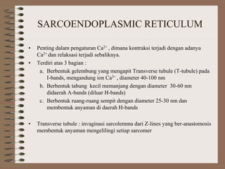 SARCOENDOPLASMIC RETICULUM
• Penting dalam pengaturan Ca2+ , dimana kontraksi terjadi dengan adanya
Ca2+ dan relaksasi terjadi sebaliknya.
• Terdiri atas 3 bagian :
a. Berbentuk gelembung yang mengapit Transverse tubule (T-tubule) pada
I-bands, mengandung ion Ca2+ , diameter 40-100 nm
b. Berbentuk tabung kecil memanjang dengan diameter 30-60 nm
didaerah A-bands (diluar H-bands)
c. Berbentuk ruang-ruang sempit dengan diameter 25-30 nm dan
membentuk anyaman di daerah H-bands
• Transverse tubule : invaginasi sarcolemma dari Z-lines yang ber-anastomosis
membentuk anyaman mengelilingi setiap sarcomer
 