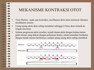 MEKANISME KONTRAKSI OTOT
• Teori Huxley : pada saat kontraksi, miofilamen aktin akan meluncur diantara
miofilamen miosin
• Ujung-ujung aktin akan saling mendekat sehingga Z-lines akan tertarik ke
tengah sarcomer
• Selama pergeseran aktin tersebut, terjadi ikatan aktin dengan kaitan-kaitan
pada miosin yang diikuti dengan pelepasan ikatan, untuk kemudian berikatan
dengan kaitan miosin berikutnya, sampai ujung-ujung aktin saling mendekat
 