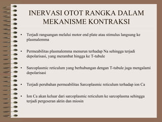 INERVASI OTOT RANGKA DALAM
MEKANISME KONTRAKSI
• Terjadi rangsangan melalui motor end plate atau stimulus langsung ke
plasmalemma
• Permeabilitas plasmalemma menurun terhadap Na sehingga terjadi
depolarisasi, yang merambat hingga ke T-tubule
• Sarcoplasmic reticulum yang berhubungan dengan T-tubule juga mengalami
depolarisasi
• Terjadi perubahan permeabilitas Sarcoplasmic reticulum terhadap ion Ca
• Ion Ca akan keluar dari sarcoplasmic reticulum ke sarcoplasma sehingga
terjadi pergeseran aktin dan miosin
 
