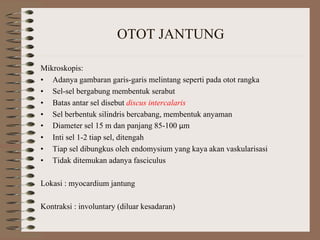 OTOT JANTUNG
Mikroskopis:
• Adanya gambaran garis-garis melintang seperti pada otot rangka
• Sel-sel bergabung membentuk serabut
• Batas antar sel disebut discus intercalaris
• Sel berbentuk silindris bercabang, membentuk anyaman
• Diameter sel 15 m dan panjang 85-100 μm
• Inti sel 1-2 tiap sel, ditengah
• Tiap sel dibungkus oleh endomysium yang kaya akan vaskularisasi
• Tidak ditemukan adanya fasciculus
Lokasi : myocardium jantung
Kontraksi : involuntary (diluar kesadaran)
 