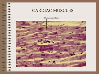 CARDIAC MUSCLES
Discus intercalaris
 
