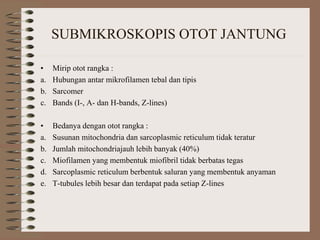 SUBMIKROSKOPIS OTOT JANTUNG
• Mirip otot rangka :
a. Hubungan antar mikrofilamen tebal dan tipis
b. Sarcomer
c. Bands (I-, A- dan H-bands, Z-lines)
• Bedanya dengan otot rangka :
a. Susunan mitochondria dan sarcoplasmic reticulum tidak teratur
b. Jumlah mitochondriajauh lebih banyak (40%)
c. Miofilamen yang membentuk miofibril tidak berbatas tegas
d. Sarcoplasmic reticulum berbentuk saluran yang membentuk anyaman
e. T-tubules lebih besar dan terdapat pada setiap Z-lines
 