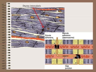 Ductus intercalaris
 