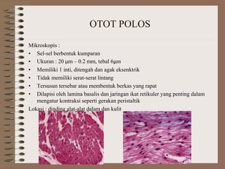 OTOT POLOS
Mikroskopis :
• Sel-sel berbentuk kumparan
• Ukuran : 20 μm – 0.2 mm, tebal 6μm
• Memiliki 1 inti, ditengah dan agak eksenktrik
• Tidak memiliki serat-serat lintang
• Tersusun tersebar atau membentuk berkas yang rapat
• Dilapisi oleh lamina basalis dan jaringan ikat retikuler yang penting dalam
mengatur kontraksi seperti gerakan peristaltik
Lokasi : dinding alat-alat dalam dan kulit
 