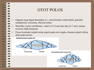 OTOT POLOS
• Organel yang dapat ditemukan a.l : mitochondria, mikrotubuli, granuler
endoplasmic reticulum, ribosom bebas
• Memiliki 2 jenis miofilamen : tebal (12-16 nm) dan tipis (5-7 nm), namun
tersusun tidak beraturan
• Proses kontraksi terjadi mirip seperti pada otot rangka, dimana terjadi sliding
aktin pada miosin.
 
