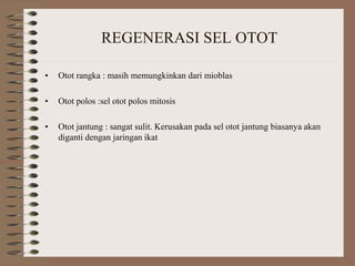 REGENERASI SEL OTOT
• Otot rangka : masih memungkinkan dari mioblas
• Otot polos :sel otot polos mitosis
• Otot jantung : sangat sulit. Kerusakan pada sel otot jantung biasanya akan
diganti dengan jaringan ikat
 