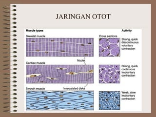 JARINGAN OTOT
 