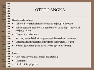 OTOT RANGKA
Gambaran histologi:
• Sel otot berbentuk silindris dengan panjang 10-100 μm
• Sel-sel tersebut membentuk serabut otot yang dapat mencapai
panjang 30 cm
• Diameter serabut sama
• Inti banyak, terletak di pinggir/tepat dibawah sel membran
• Sarcoplasma mengandung myofibril (diameter: 2-3 μm)
• Adanya gambaran garis-garis terang-gelap melintang
Lokasi :
• Otot rangka yang menempel pada tulang
• Diafragma
• Lidah, bibir, palpebra
 