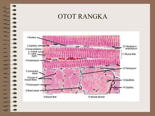 OTOT RANGKA
 
