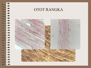 OTOT RANGKA
 