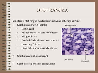 OTOT RANGKA
Klasifikasi otot rangka berdasarkan aktivitas beberapa enzim :
1. Serabut otot merah (aerob)
• Lebih kecil
• Mitochondria >> dan lebih besar
• Mioglobin >>
• Pembuluh darah antara serabut >>
• Lempeng Z tebal
• Daya tahan kontraksi lebih besar
2. Serabut otot putih (anaerob)
3. Serabut otot peralihan (campuran)
Otot putih
Otot merah
Otot peralihan
 