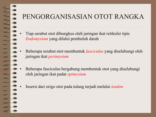 PENGORGANISASIAN OTOT RANGKA
• Tiap serabut otot dibungkus oleh jaringan ikat retikuler tipis
Endomysium yang dilalui pembuluh darah
• Beberapa serabut otot membentuk fasciculus yang diselubungi oleh
jaringan ikat perimysium
• Beberapa fasciculus bergabung membentuk otot yang diselubungi
oleh jaringan ikat padat epimysium
• Insersi dari origo otot pada tulang terjadi melalui tendon
 