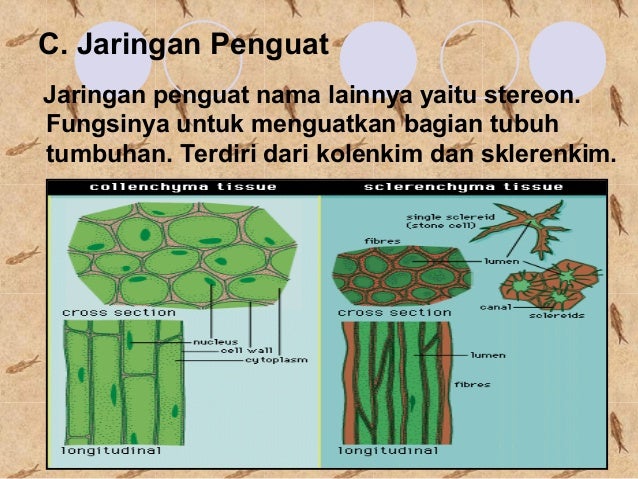 Jaringan tumbuhan