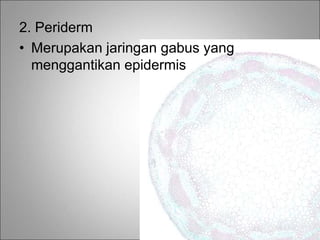 2. Periderm
• Merupakan jaringan gabus yang
menggantikan epidermis
 