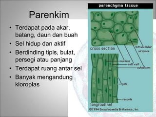 Parenkim
• Terdapat pada akar,
batang, daun dan buah
• Sel hidup dan aktif
• Berdinding tipis, bulat,
persegi atau panjang
• Terdapat ruang antar sel
• Banyak mengandung
kloroplas
 