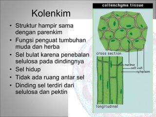 Kolenkim
• Struktur hampir sama
dengan parenkim
• Fungsi penguat tumbuhan
muda dan herba
• Sel bulat karena penebalan
selulosa pada dindingnya
• Sel hidup
• Tidak ada ruang antar sel
• Dinding sel terdiri dari
selulosa dan pektin
 