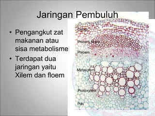 • Pengangkut zat
makanan atau
sisa metabolisme
• Terdapat dua
jaringan yaitu
Xilem dan floem
Jaringan Pembuluh
 