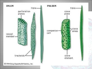 jaringan-tumbuhan1.ppt