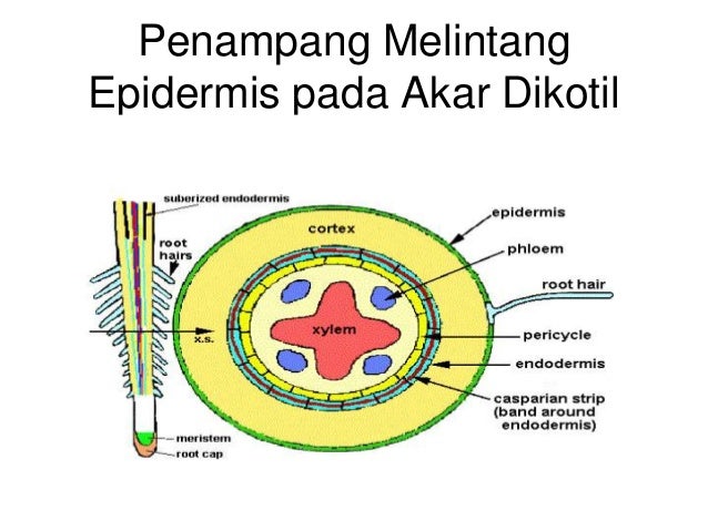 Fungsi Jaringan Endodermis - Kunci Soal Lengkap