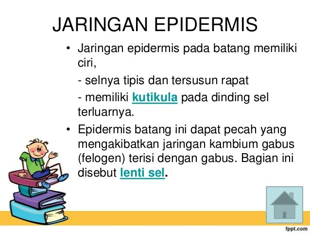 Jaringan Akar Dan Batang