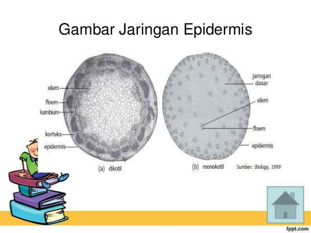 Image result for jaringan epidermis pada batang