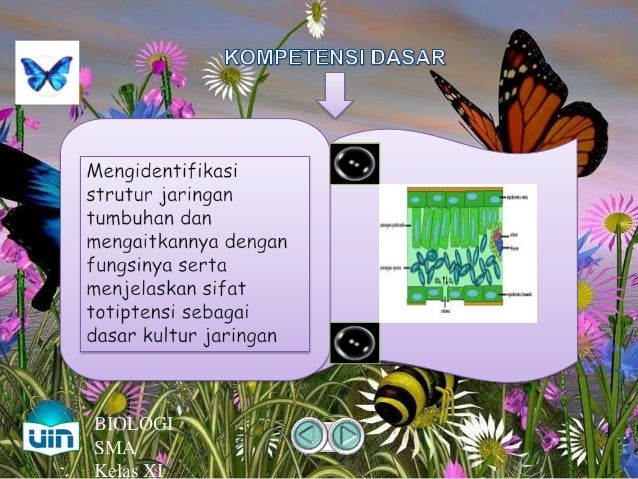 Jaringan dan organ tumbuhan Jaringan dan organ tumbuhan