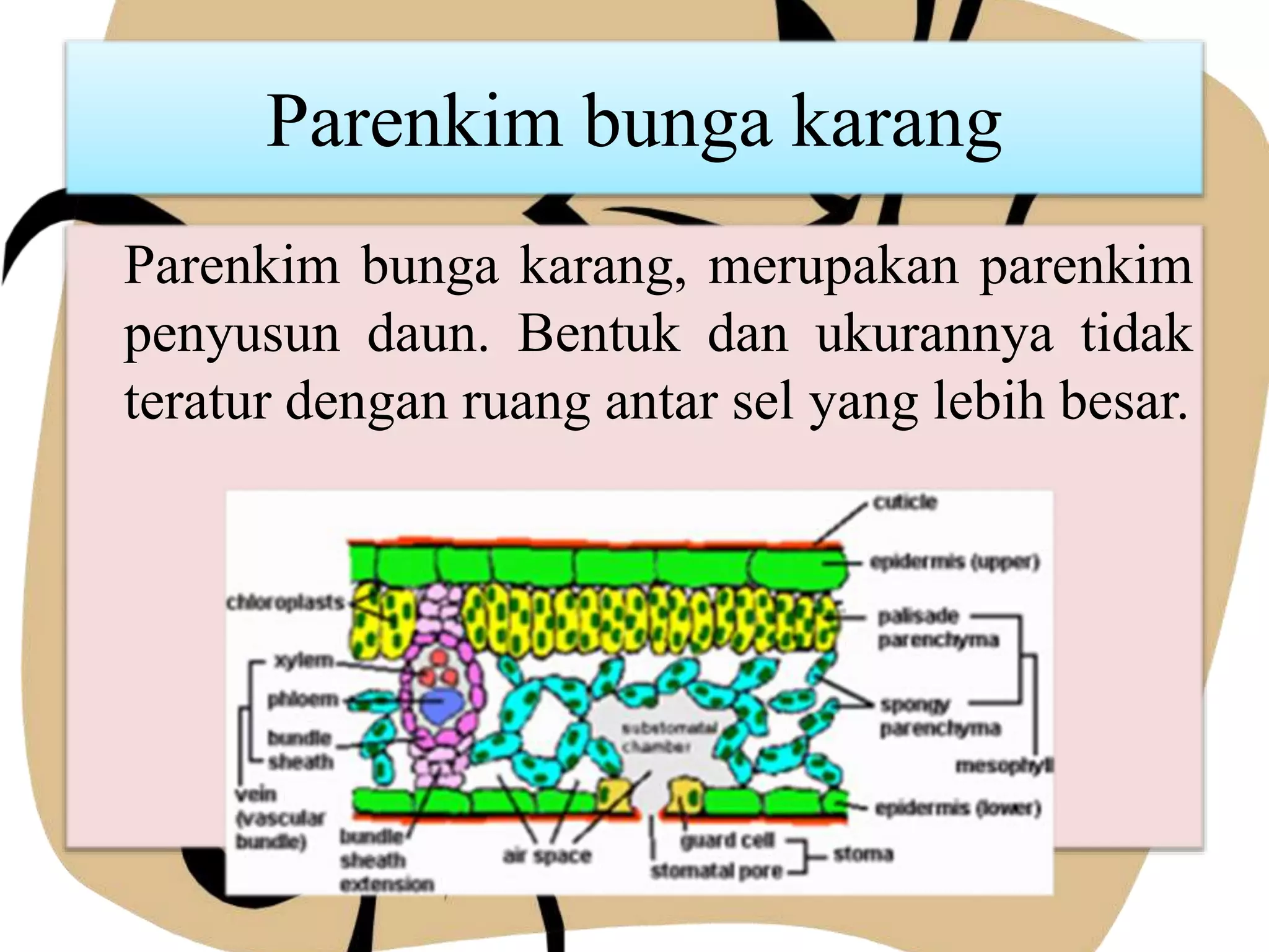 Parenkim bunga karang
Parenkim bunga karang, merupakan parenkim
penyusun daun. Bentuk dan ukurannya tidak
teratur dengan ruang antar sel yang lebih besar.
 