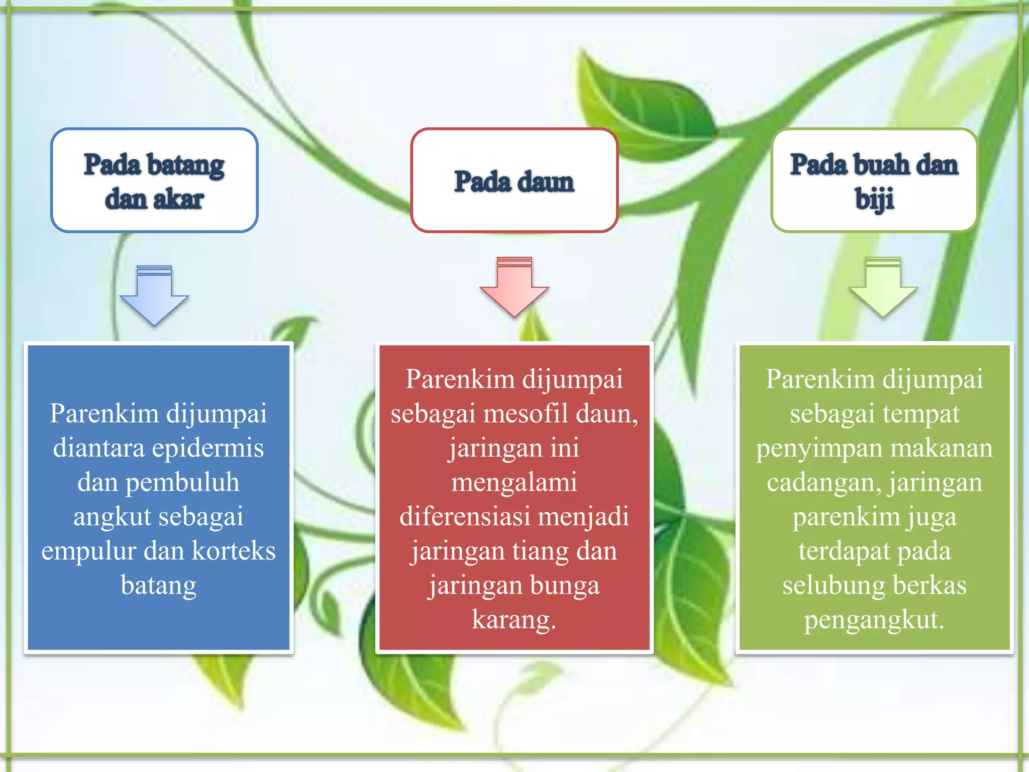 Parenkim dijumpai
diantara epidermis
dan pembuluh
angkut sebagai
empulur dan korteks
batang
Parenkim dijumpai
sebagai mesofil daun,
jaringan ini
mengalami
diferensiasi menjadi
jaringan tiang dan
jaringan bunga
karang.
Parenkim dijumpai
sebagai tempat
penyimpan makanan
cadangan, jaringan
parenkim juga
terdapat pada
selubung berkas
pengangkut.
 