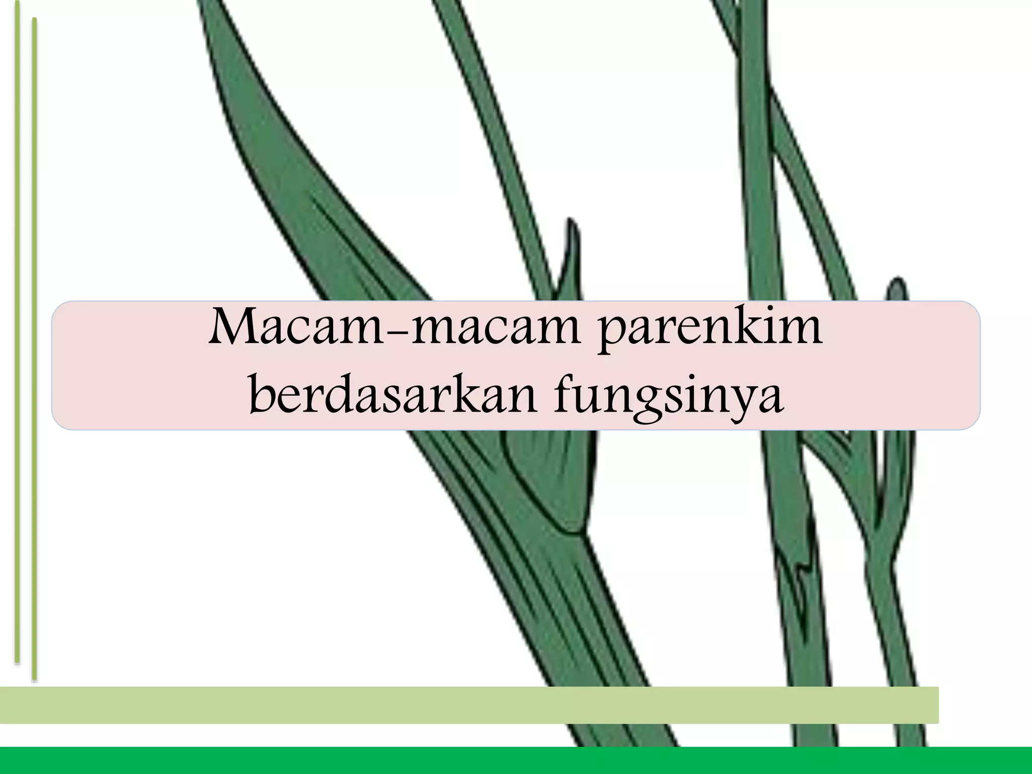 Macam-macam parenkim
berdasarkan fungsinya
 