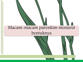 Macam-macam parenkim menurut
bentuknya
 