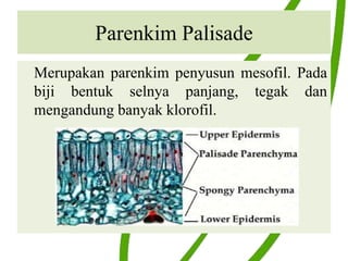 Parenkim Palisade
Merupakan parenkim penyusun mesofil. Pada
biji bentuk selnya panjang, tegak dan
mengandung banyak klorofil.
 