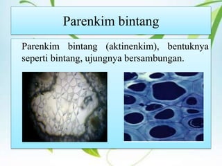Parenkim bintang
Parenkim bintang (aktinenkim), bentuknya
seperti bintang, ujungnya bersambungan.
 