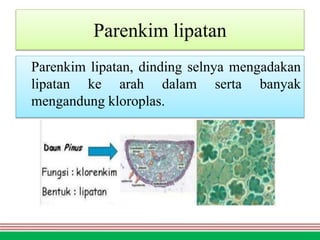 Parenkim lipatan
Parenkim lipatan, dinding selnya mengadakan
lipatan ke arah dalam serta banyak
mengandung kloroplas.
 