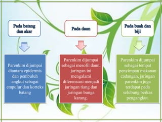 Parenkim dijumpai
diantara epidermis
dan pembuluh
angkut sebagai
empulur dan korteks
batang
Parenkim dijumpai
sebagai mesofil daun,
jaringan ini
mengalami
diferensiasi menjadi
jaringan tiang dan
jaringan bunga
karang.
Parenkim dijumpai
sebagai tempat
penyimpan makanan
cadangan, jaringan
parenkim juga
terdapat pada
selubung berkas
pengangkut.
 
