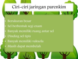 Ciri-ciri jaringan parenkim
• Berukuran besar
• Sel berbentuk segi enam
• Banyak memiliki ruang antar sel
• Dinding sel tipis
• Banyak memiliki vakuola
• Masih dapat membelah
 