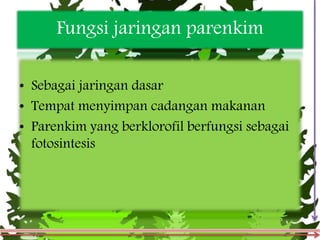 Fungsi jaringan parenkim
• Sebagai jaringan dasar
• Tempat menyimpan cadangan makanan
• Parenkim yang berklorofil berfungsi sebagai
fotosintesis
 