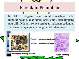 Parenkim Penimbun
Terletak di bagian dalam tubuh, misalnya pada:
empulur batang, akar, umbi lapis, umbi, akar rimpang
atau biji. Didalam selnya terdapat makanan cadangan
makanan berupa gula, tepung, lemak atau protein.
 