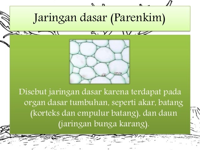 Jaringan Dasar Atau Parenkim
