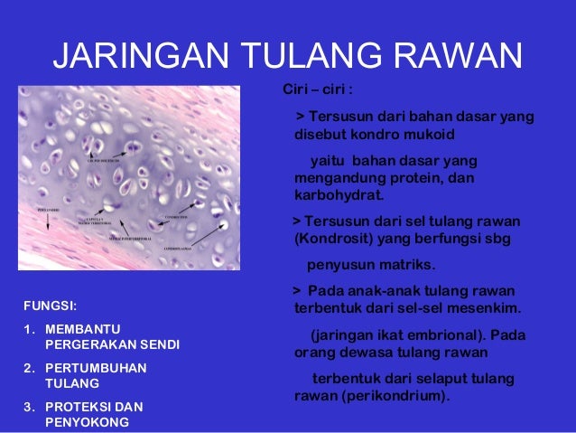 Jaringan dasar tubuh