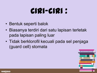 Ciri-ciri :
• Bentuk seperti balok
• Biasanya terdiri dari satu lapisan terletak
  pada lapisan paling luar
• Tidak berklorofil kecuali pada sel penjaga
  (guard cell) stomata
 