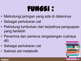 Fungsi :
• Melindungi jaringan yang ada di dalamnya
• Sebagai pertukaran zat
• Pelindung tumbuhan dari terjadinya penguapan
  yang berlebih
• Penerima dan penerus rangasangan (cahaya
  dll)
• Sebagai pertukaran zat
• Sekresi zat metabolik
 