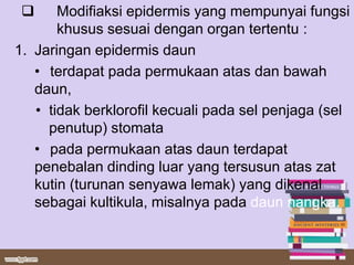      Modifiaksi epidermis yang mempunyai fungsi
       khusus sesuai dengan organ tertentu :
1. Jaringan epidermis daun
   • terdapat pada permukaan atas dan bawah
   daun,
   • tidak berklorofil kecuali pada sel penjaga (sel
     penutup) stomata
   • pada permukaan atas daun terdapat
   penebalan dinding luar yang tersusun atas zat
   kutin (turunan senyawa lemak) yang dikenal
   sebagai kultikula, misalnya pada daun nangka.
 