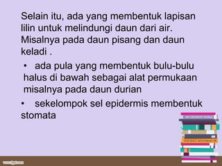 Selain itu, ada yang membentuk lapisan
lilin untuk melindungi daun dari air.
Misalnya pada daun pisang dan daun
keladi .
 • ada pula yang membentuk bulu-bulu
 halus di bawah sebagai alat permukaan
 misalnya pada daun durian
• sekelompok sel epidermis membentuk
stomata
 