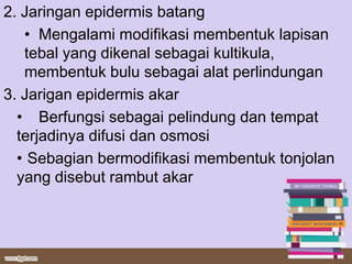 2. Jaringan epidermis batang
   • Mengalami modifikasi membentuk lapisan
   tebal yang dikenal sebagai kultikula,
   membentuk bulu sebagai alat perlindungan
3. Jarigan epidermis akar
  • Berfungsi sebagai pelindung dan tempat
  terjadinya difusi dan osmosi
  • Sebagian bermodifikasi membentuk tonjolan
  yang disebut rambut akar
 