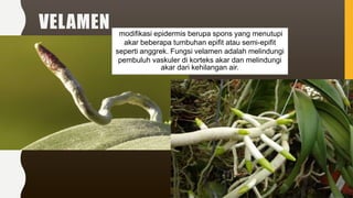 VELAMEN modifikasi epidermis berupa spons yang menutupi
akar beberapa tumbuhan epifit atau semi-epifit
seperti anggrek. Fungsi velamen adalah melindungi
pembuluh vaskuler di korteks akar dan melindungi
akar dari kehilangan air.
 