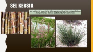 SEL KERSIK
sel epidermis yang berisi silika yang membuat permukaan batang
menjadi keras. Banyak pada tumbuhan gramineae
 